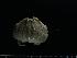 ( - RSS0374)  @11 [ ] Copyright (2017) Moritz Sonnewald Senckenberg Research Institute