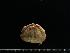 ( - RSS0375)  @11 [ ] Copyright (2017) Moritz Sonnewald Senckenberg Research Institute