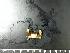  ( - RSS0394)  @11 [ ] Copyright (2017) Moritz Sonnewald Senckenberg Research Institute