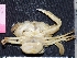  ( - RSS0416)  @11 [ ] Copyright (2017) Vassily Spiridonov P. P Shirshov Institute of Oceanology