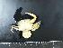  ( - RSS0422)  @11 [ ] Copyright (2017) Vassily Spiridonov P. P Shirshov Institute of Oceanology