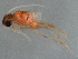  (Costatrichia spinifera - UMSP000021701)  @11 [ ] CreativeCommons - Attribution (2010) Unspecified Centre for Biodiversity Genomics