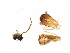  (Ochrotrichia panamensis - UMSP000075386)  @12 [ ] CreativeCommons - Attribution (2010) Unspecified Centre for Biodiversity Genomics