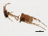  (Scelotrichia n. sp. 1 GHANA - UMSP000206855)  @11 [ ] CreativeCommons - Attribution (2010) Unspecified Centre for Biodiversity Genomics