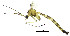  ( - DIPT_FRIP_0079)  @11 [ ] by-nc-sa (2013) A. Polevoi Forest Research Institute KarRC RAS