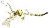  ( - DIPT_FRIP_0081)  @11 [ ] by-nc-sa (2013) A. Polevoi Forest Research Institute KarRC RAS
