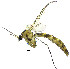  ( - DIPT_FRIP_0082)  @11 [ ] by-nc-sa (2013) A. Polevoi Forest Research Institute KarRC RAS