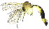  (Trichonta canora - DIPT_FRIP_0084)  @11 [ ] by-nc-sa (2013) A. Polevoi Forest Research Institute KarRC RAS