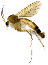  (Trichonta perspicua - DIPT_FRIP_0045)  @11 [ ] by-nc-sa (2013) A. Polevoi Forest Research Institute KarRC RAS