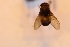  ( - ANVA-0072)  @11 [ ] CreativeCommons - Attribution Non-Commercial Share-Alike (2018) Heikki Roininen University of Eastern Finland