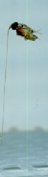  ( - TVTRI0175)  @11 [ ] Unspecified (default): All Rights Reserved  Unspecified Unspecified