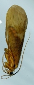  ( - TVTRI0317)  @12 [ ] Unspecified (default): All Rights Reserved  Unspecified Unspecified