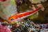  (Trimma aturirii - T27437)  @11 [ ] CreativeCommons - Attribution (2024) R.Winterbottom Royal Ontario Museum