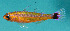  (Trimma caudomaculatum - T20901)  @11 [ ] CreativeCommons - Attribution Share Alike (2024) Richard Winterbottom Royal Ontario Museum