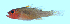  (Trimma cheni - T13152)  @11 [ ] CreativeCommons - Attribution Share Alike (2024) Richard Winterbottom Royal Ontario Museum