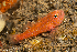  (Trimma macrophthalmus - T26738)  @11 [ ] CreativeCommons - Attribution Share Alike (2024) Ricahrd Winterbottom Royal Ontarion Museum