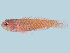  (Trimma okinawae - T07730)  @11 [ ] CreativeCommons - Attribution (2024) R.Winterbottom Royal Ontario Museum