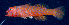  (Trimma cf. okinawae - T03403)  @11 [ ] CreativeCommons - Attribution (2024) R.Winterbottom Royal Ontario Museum