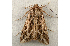  ( - RWWA-0034)  @12 [ ] Copyright (2010) Unspecified Unspecified