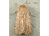  (Mythimna cf. oxygala - RWWA-0222)  @11 [ ] Copyright (2010) Unspecified Unspecified