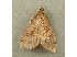  ( - RWWA-0306)  @12 [ ] Copyright (2010) Unspecified Unspecified