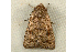  ( - RWWA-0338)  @14 [ ] Copyright (2010) Unspecified Unspecified