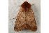 ( - RWWA-0406)  @12 [ ] Copyright (2010) Unspecified Unspecified
