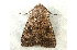 ( - RWWA-0433)  @14 [ ] Copyright (2010) Unspecified Unspecified