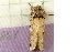  ( - RWWA-0788)  @12 [ ] Copyright (2010) Unspecified Unspecified