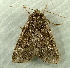  ( - RWWA-1943)  @12 [ ] CreativeCommons - Attribution Non-Commercial Share-Alike (2010) Richard Wilson Unspecified