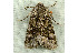  ( - RWWA-1188)  @14 [ ] Copyright (2010) Unspecified Unspecified