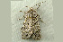  ( - RWWA-1265)  @13 [ ] CreativeCommons - Attribution (2009) Unspecified Centre for Biodiversity Genomics