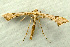  (Platyptilia carduidactyla - RWWA-1391)  @14 [ ] CreativeCommons - Attribution (2009) Unspecified Centre for Biodiversity Genomics