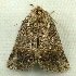  ( - RWWA-1441)  @12 [ ] Copyright (2010) Unspecified Unspecified