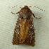  (Melanchra picta - RWWA-1786)  @14 [ ] CreativeCommons - Attribution Non-Commercial Share-Alike (2010) Unspecified Unspecified