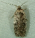  ( - BIOUG07834-B01)  @12 [ ] CreativeCommons - Attribution (2013) CBG Photography Group Centre for Biodiversity Genomics