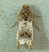  ( - BIOUG07834-D11)  @13 [ ] CreativeCommons - Attribution (2013) CBG Photography Group Centre for Biodiversity Genomics