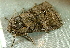  ( - BIOUG07834-G01)  @12 [ ] CreativeCommons - Attribution (2013) CBG Photography Group Centre for Biodiversity Genomics