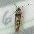  ( - BIOUG09751-A08)  @12 [ ] CreativeCommons - Attribution (2014) CBG Photography Group Centre for Biodiversity Genomics