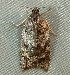  ( - BIOUG09751-B04)  @12 [ ] CreativeCommons - Attribution (2014) CBG Photography Group Centre for Biodiversity Genomics