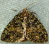  ( - BIOUG09751-D09)  @12 [ ] CreativeCommons - Attribution (2014) CBG Photography Group Centre for Biodiversity Genomics