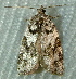  ( - BIOUG09751-F03)  @12 [ ] CreativeCommons - Attribution (2014) CBG Photography Group Centre for Biodiversity Genomics