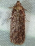  ( - BIOUG09751-F06)  @12 [ ] CreativeCommons - Attribution (2014) CBG Photography Group Centre for Biodiversity Genomics