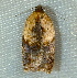  ( - BIOUG09751-G01)  @13 [ ] CreativeCommons - Attribution (2014) CBG Photography Group Centre for Biodiversity Genomics
