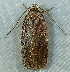  ( - BIOUG09751-H03)  @13 [ ] CreativeCommons - Attribution (2014) CBG Photography Group Centre for Biodiversity Genomics