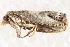  ( - BIOUG17691-H04)  @13 [ ] CreativeCommons - Attribution (2014) CBG Photography Group Centre for Biodiversity Genomics