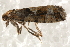  ( - BIOUG17692-A11)  @12 [ ] CreativeCommons - Attribution (2014) CBG Photography Group Centre for Biodiversity Genomics