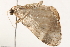  ( - BIOUG17692-D06)  @13 [ ] CreativeCommons - Attribution (2014) CBG Photography Group Centre for Biodiversity Genomics