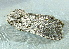  ( - BIOUG17692-G06)  @12 [ ] CreativeCommons - Attribution Non-Commercial Share-Alike (2014) Richard Wilson Unspecified