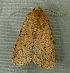  ( - RWWA-2024)  @11 [ ] CreativeCommons - Attribution Non-Commercial Share-Alike (2010) Richard Wilson Unspecified